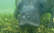 Manatee